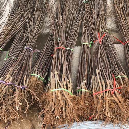 【短枝紅富士蘋果苗哪里批發、短枝紅富士蘋果苗價格】- 