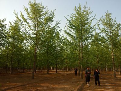 山東銀杏苗木培育基地 專(zhuān)業(yè)花卉種植與綠色生態(tài)建設(shè)